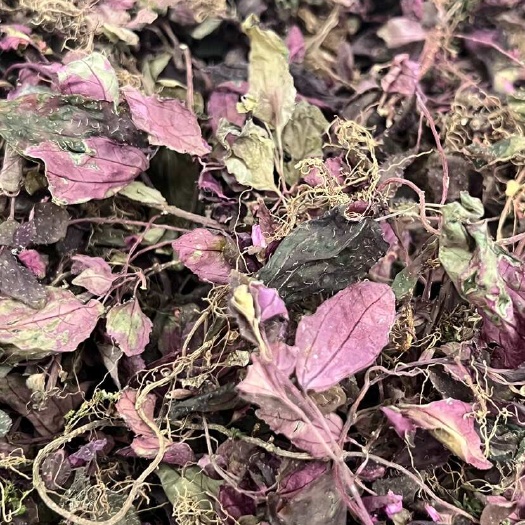 昆明【枫柜斗草】新货价格实惠 产地货源批发