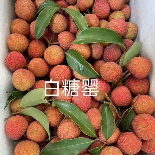 高州市高州荔枝、皮薄肉厚多汁、甜口、需要的老板联系我