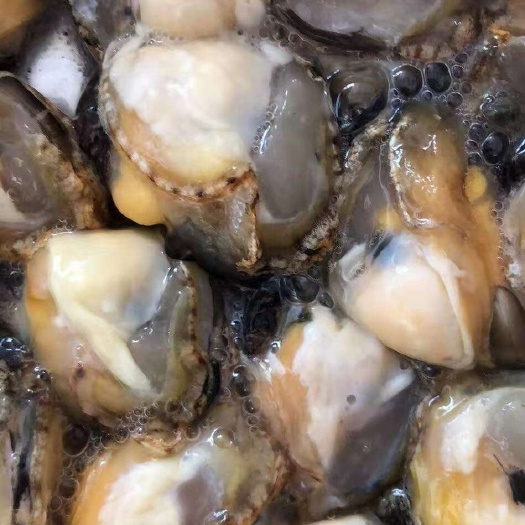 佛山珠珠蚝