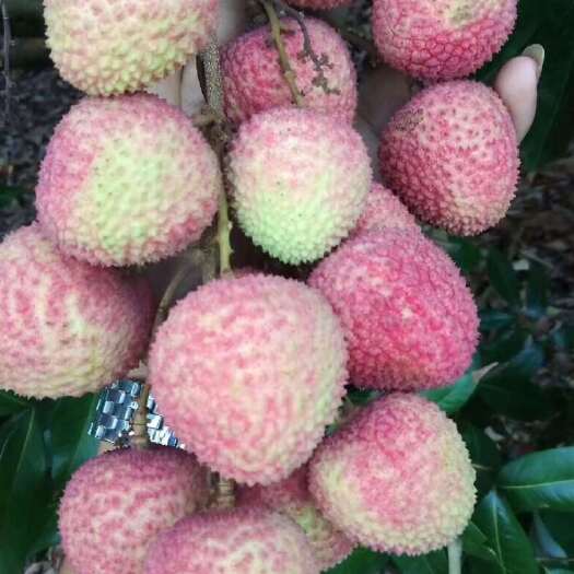 平南县荔枝