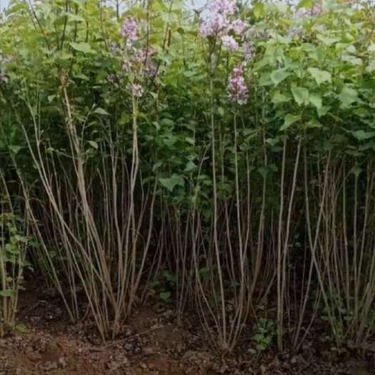 基地大量出售高度120厘米紫丁香