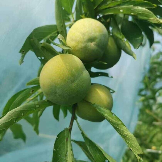 苍溪县青脆李