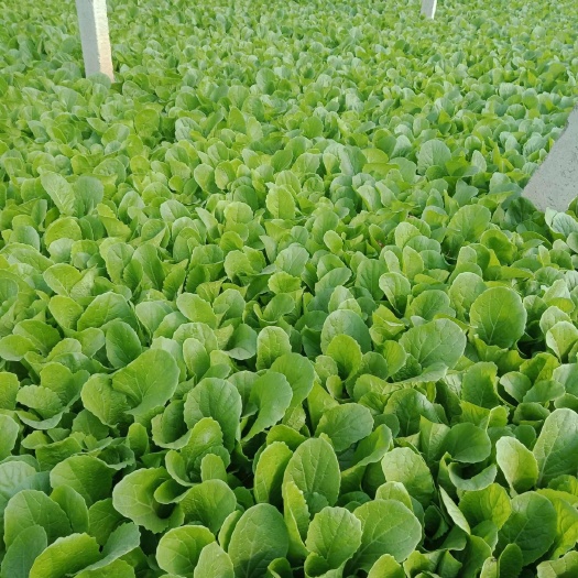 成都长年出售大棚小白菜，上海青种植专业户，量大从优，长期有货