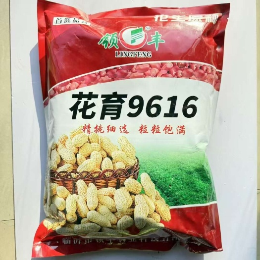 花生种子花育9616花生种子  临花17花生种子