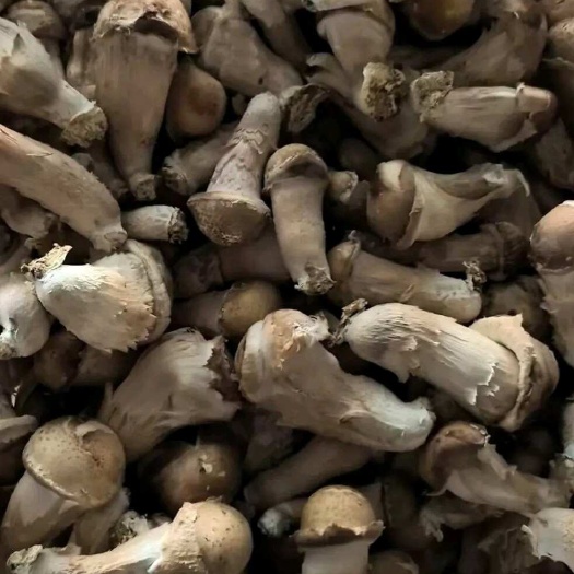 淄博松茸预定