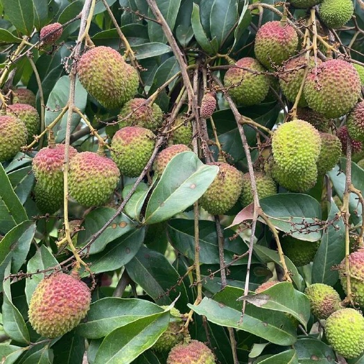化州市荔枝产地白糖婴，妃子笑大量上市。价格优惠