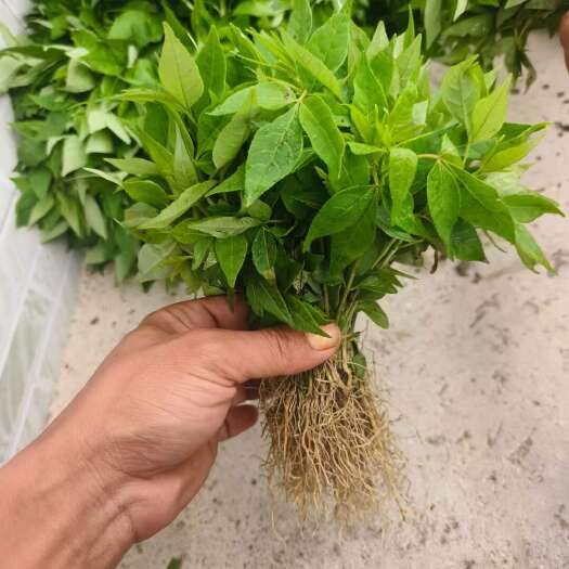 隆回县川黄柏芽苗