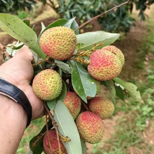 灵山县来自荔枝之乡灵山妃子笑荔枝，甘甜可口，嫩滑多汁，皮薄肉厚