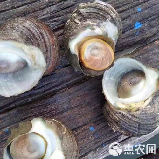 东山县海水螺 东山岛本港海螺凤螺海域深水区域自然生长一手货源活寄海