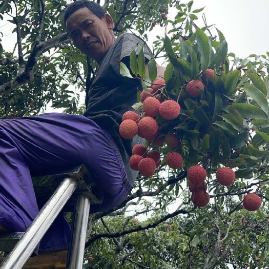 高州市广东茂名高州白糖罂荔枝 糖分18精品果 产地直发