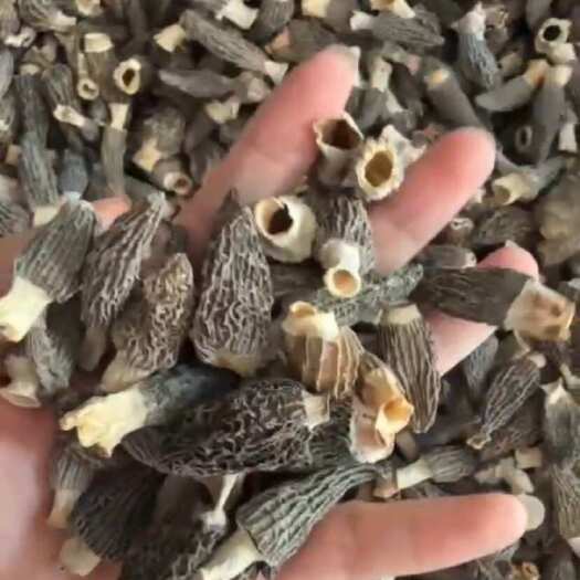金堂县优质羊肚菌宝宝菇批发零售无灰渣破碎一件起批