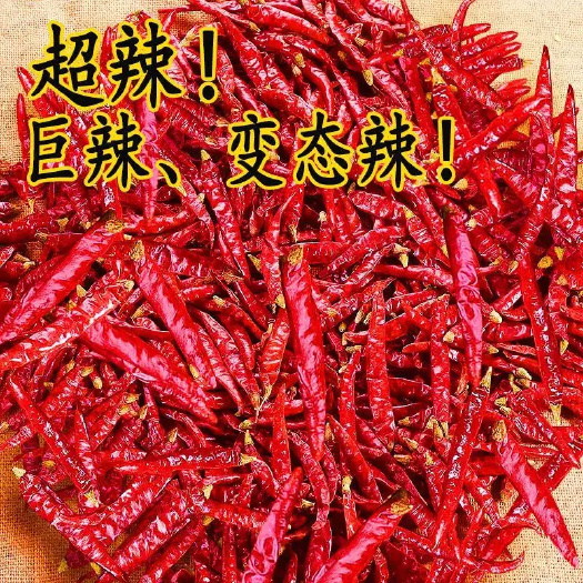 商丘特辣朝天椒 超辣 巨辣 变态辣