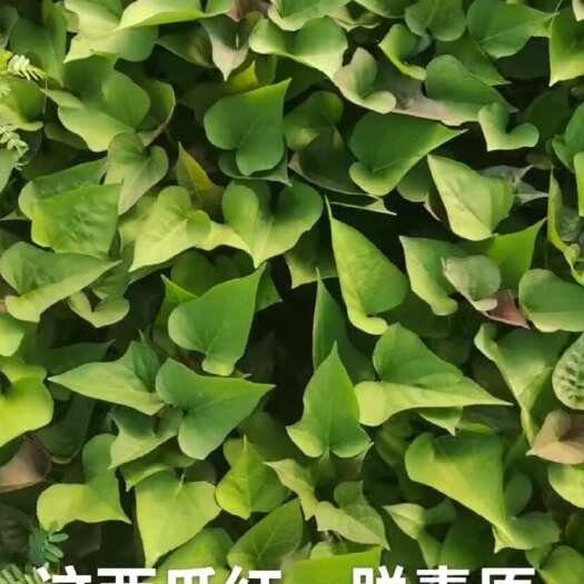 固安县西瓜红、烟薯大量批发