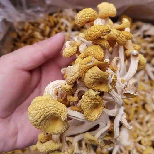 宁德精选鸡油菌干货农家特产黄金菇榆黄蘑食用菌菌菇煲汤食材《净重》
