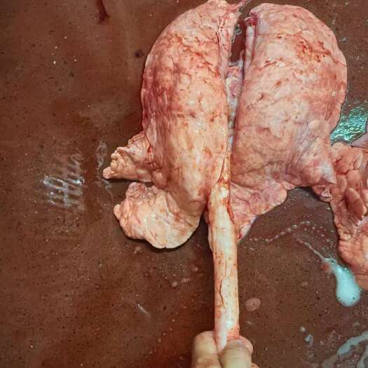 食品猪肺