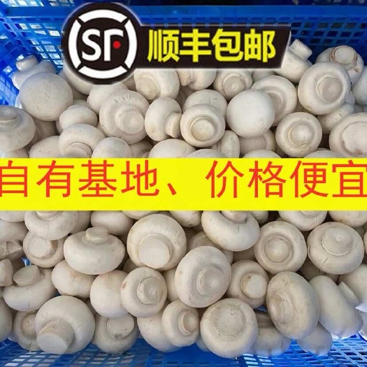 【蘑菇食光】新鲜口蘑白蘑菇双孢菇山东基地现摘250克顺丰包邮