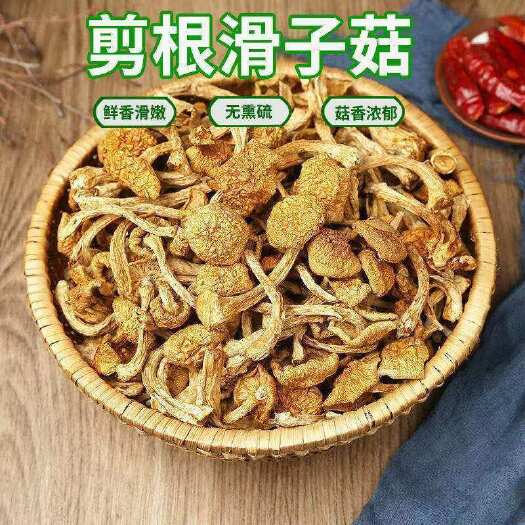 东北大兴安岭野生去跟滑子菇小黄蘑香菇小鸡炖蘑菇食材毛重非净重
