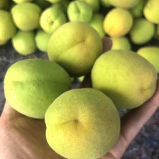 新泰市凯特杏
