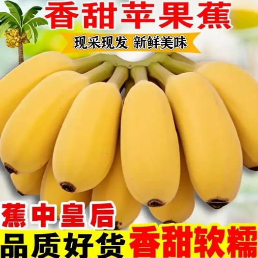 广西苹果蕉 产地直发 应季新鲜水果 快递包邮