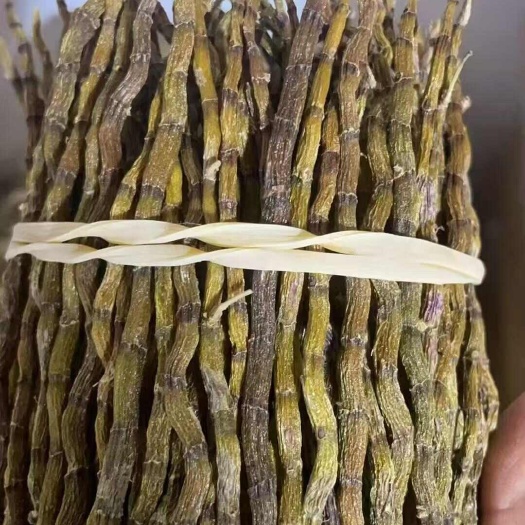 芒市铁皮石斛