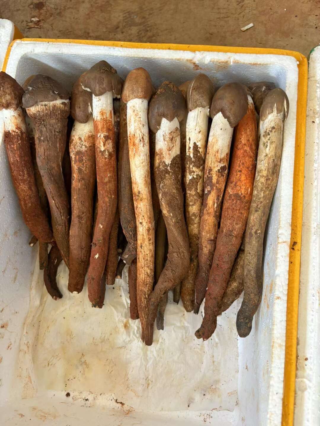 鸡枞菌