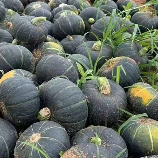 大荔县贝贝南瓜