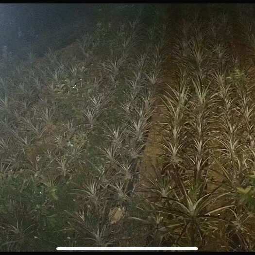 凤梨 厦门出品