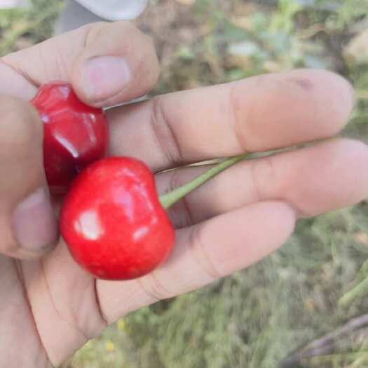 秦皇岛山海关大樱桃