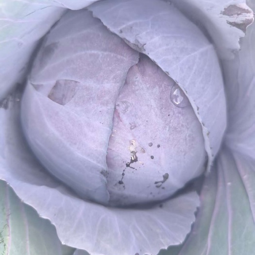 盘州市贵州六盘水盘州优质甘蓝干天然蔬菜