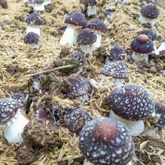 大球盖菇