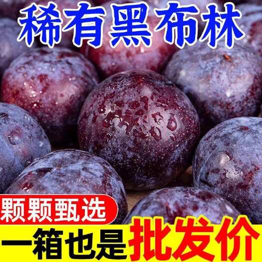 盖州市黑布林李子酸甜口感全国一件代发