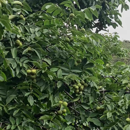 盐源县四川大凉山青皮核桃，全国最早出产地