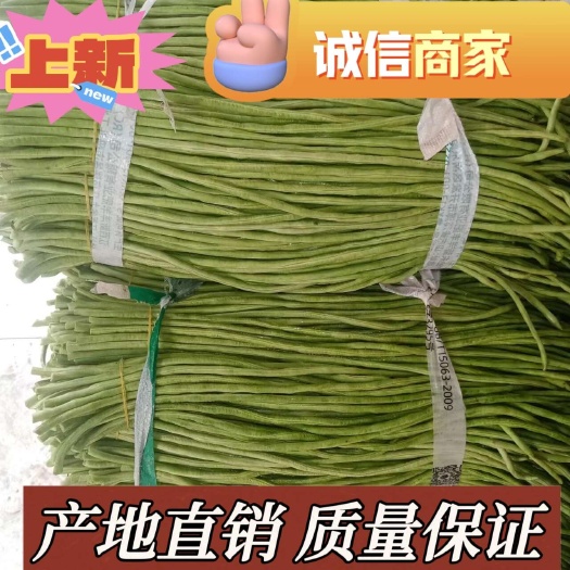 柳州2025千亩精品豆角大量上市！基地直供！不满意包退！