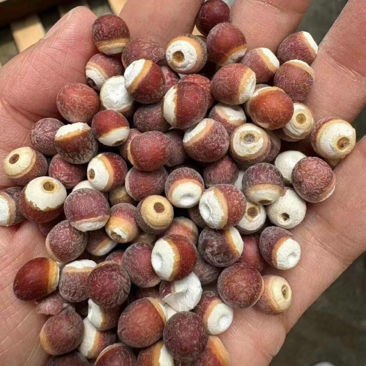 成都广东芡实