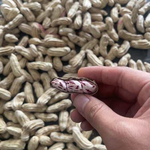景洪市精品七彩花生鲜货干货都有