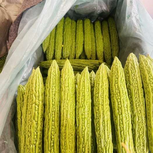 寿光市山东潍坊新鲜绿苦瓜 当日采摘现发货 寿光直供苦瓜蔬菜