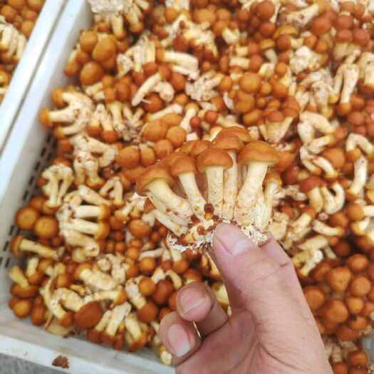 安顺新鲜滑子菇