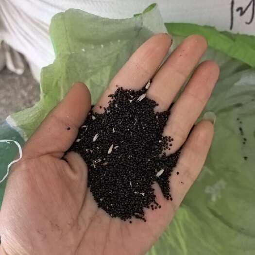 安国市纯新白鸡冠花籽，颗粒饱满，欢迎新老朋友下单