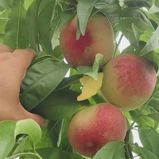 江油市突围水蜜桃光占脆桃四川大量上市口感好个头大千万亩基地货源充足