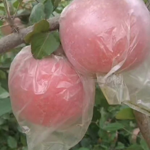 丰县产地直发新鲜红富士苹果甜脆可口果大饱满现摘现发