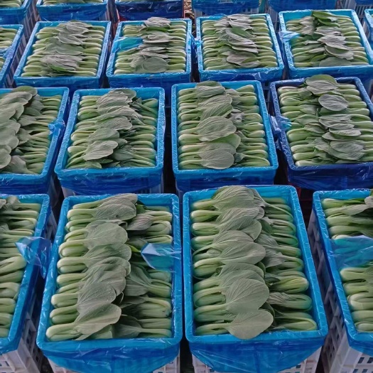蚌埠大棚新鲜采摘油菜上海青 批发 安徽蚌埠淮上区直发
