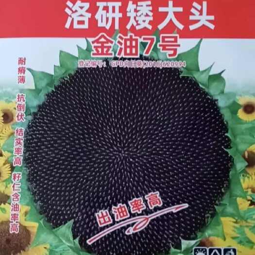 洛研矮大头油葵向日葵种子食用葵种花盘大出油高榨油四季杂粮
