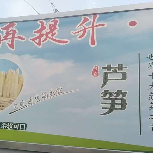 曹县山东曹县新鲜直供 白芦笋优质根茎蔬菜
