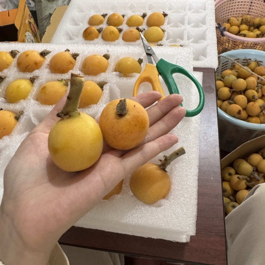 上海白玉枇杷、金玉枇杷、青种枇杷