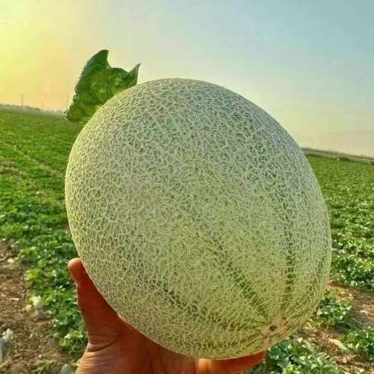 乌鲁木齐新疆直发新鲜西州蜜25号哈密瓜甜润多汁现摘现发