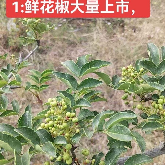 万荣县鲜花椒上市了，需要的老板联系。