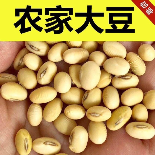 2025年新黄豆10斤装黑龙江高蛋白豆腐大豆农家非转
