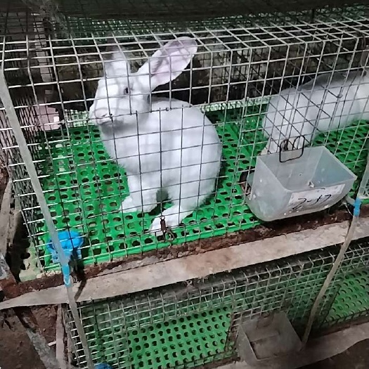 大型种兔肉兔
