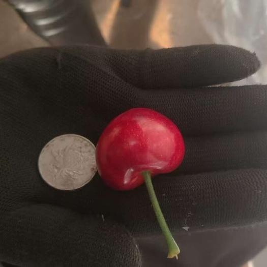 大连大连樱桃  大樱桃  美早 樱桃