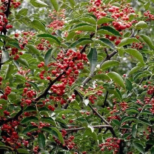 美姑县高山花椒味道浓厚香麻